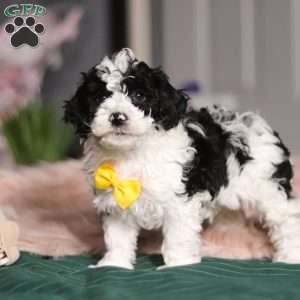 Carson, Miniature Poodle Puppy